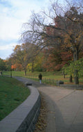autumn pathway leaves 1980s 1990s A4 Photo Print