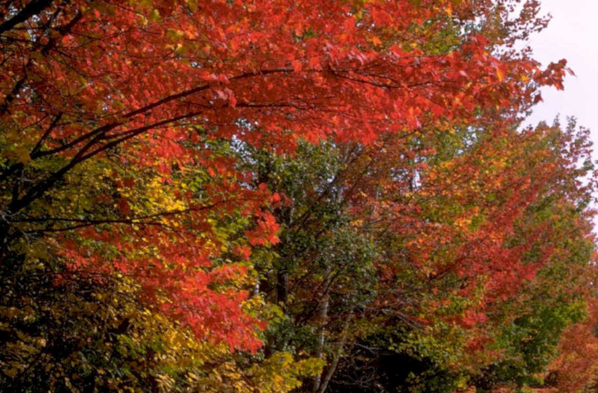autumn red maple 1 1980s 1990s A4 Photo Print