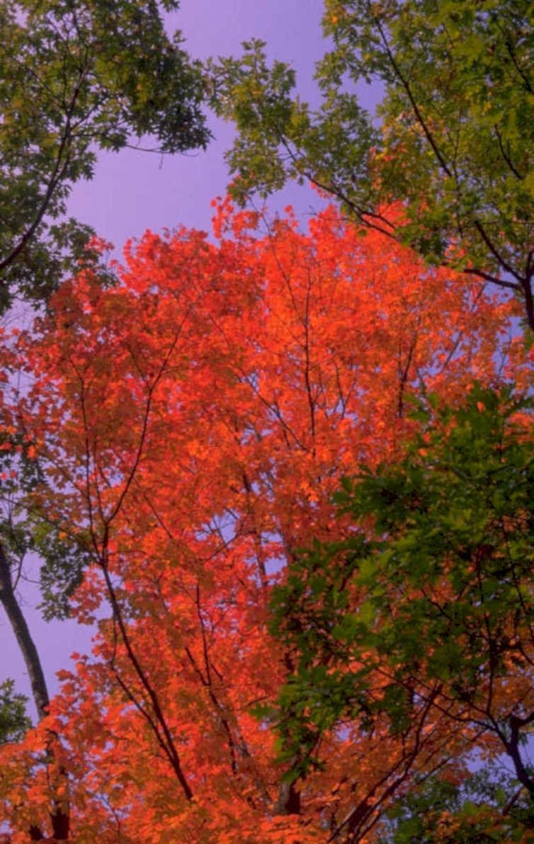 autumn red maple 2 1980s 1990s A4 Photo Print