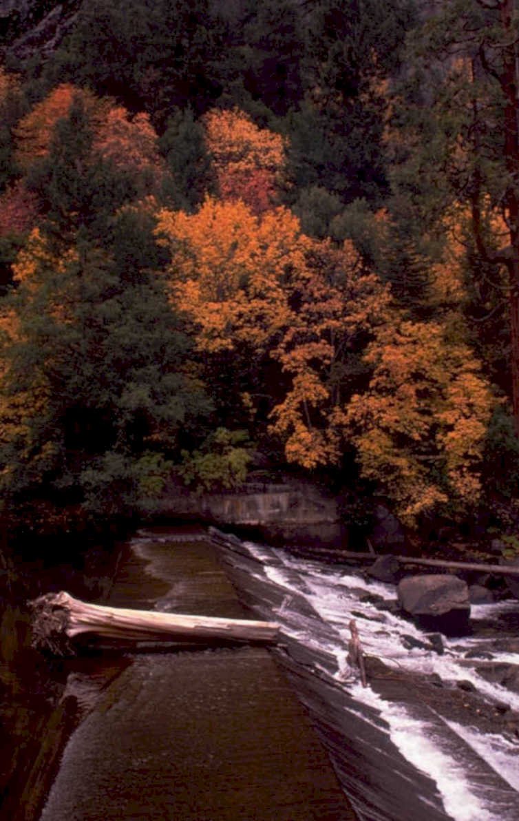 autumn river log 1980s 1990s A4 Photo Print