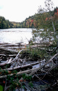 autumn river logs Vintage A4 Photo Print