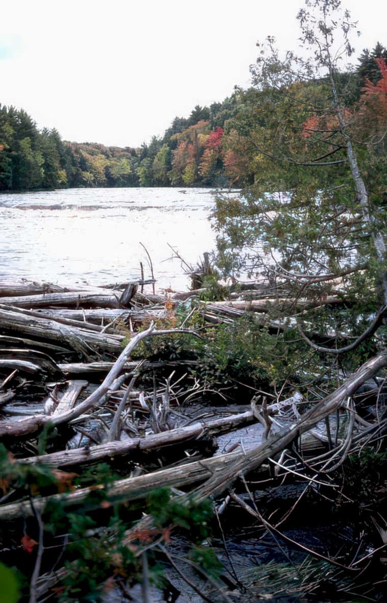 autumn river logs Vintage A4 Photo Print