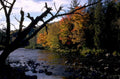 autumn river maple 1980s 1990s A4 Photo Print 42