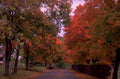 autumn road red 1980s 1990s A4 Photo Print