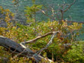 autumn shoreline lake1980s 1990s A4 Photo Print