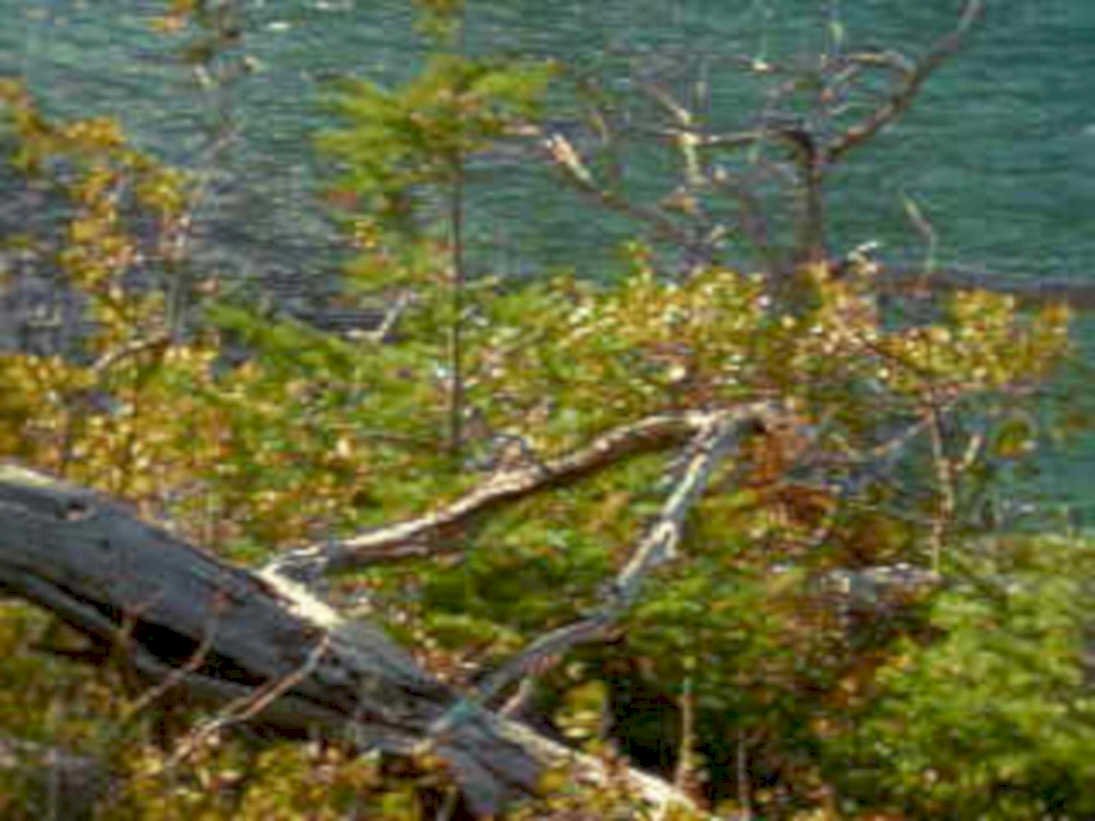 autumn shoreline lake1980s 1990s A4 Photo Print