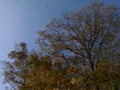 autumn tree canopy 11980s 1990s A4 Photo Print
