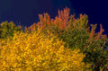 autumn tree canopy 1980s 1990s A4 Photo Print