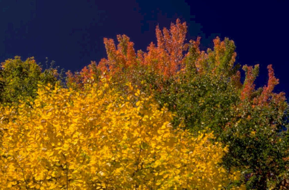 autumn tree canopy 1980s 1990s A4 Photo Print
