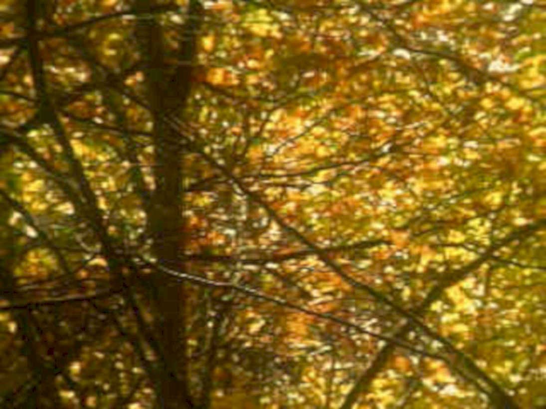 autumn tree canopy 21980s 1990s A4 Photo Print