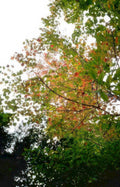 autumn tree canopy GIGA 2