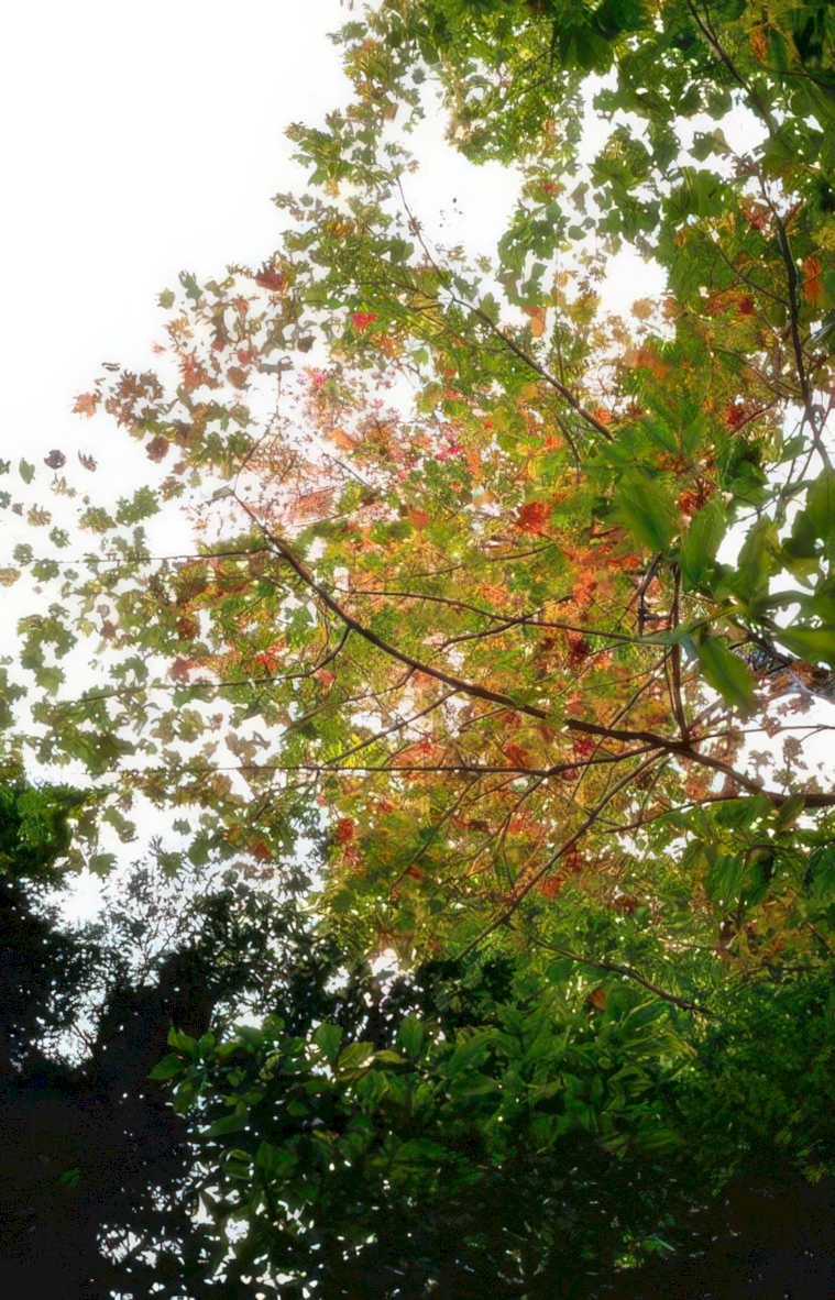 autumn tree canopy GIGA 2
