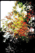 autumn tree canopy Vintage A4 Photo Print