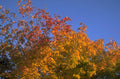 autumn tree foliage 1980s 1990s A4 Photo Print