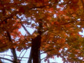 autumn tree foliage1980s 1990s A4 Photo Print
