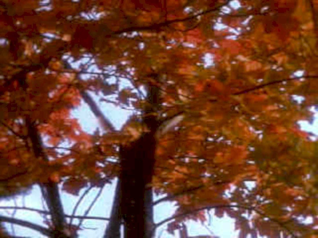 autumn tree foliage1980s 1990s A4 Photo Print