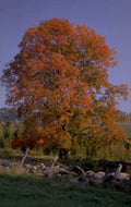 autumn tree landscape 1980s 1990s A4 Photo Print