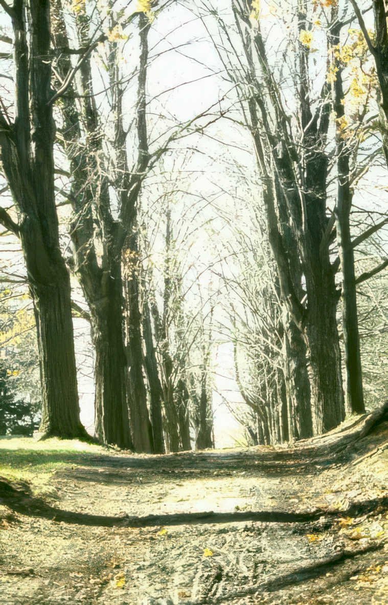 autumn tree line Vintage A4 Photo Print