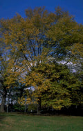 autumn tree park 1980s 1990s A4 Photo Print