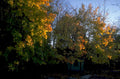 autumn tree silhouette 1980s 1990s A4 Photo Print