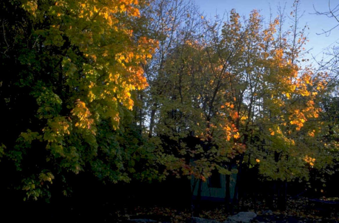 autumn tree silhouette 1980s 1990s A4 Photo Print