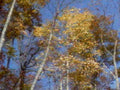 autumn trees birch1980s 1990s A4 Photo Print