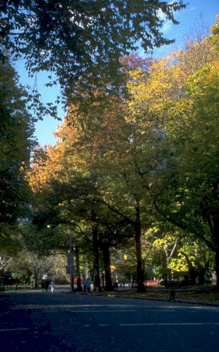 autumn trees central 1980s 1990s A4 Photo Print