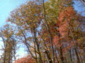 autumn trees fall 21980s 1990s A4 Photo Print