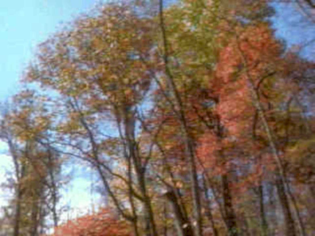 autumn trees fall 21980s 1990s A4 Photo Print