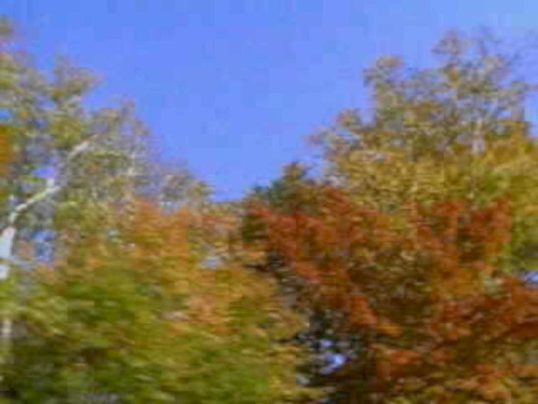 autumn trees fall1980s 1990s A4 Photo Print