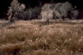 autumn trees frost 1980s 1990s A4 Photo Print