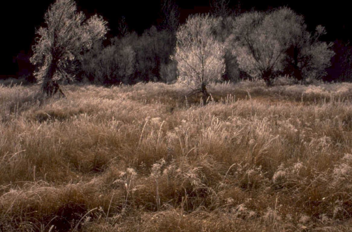 autumn trees frost 1980s 1990s A4 Photo Print