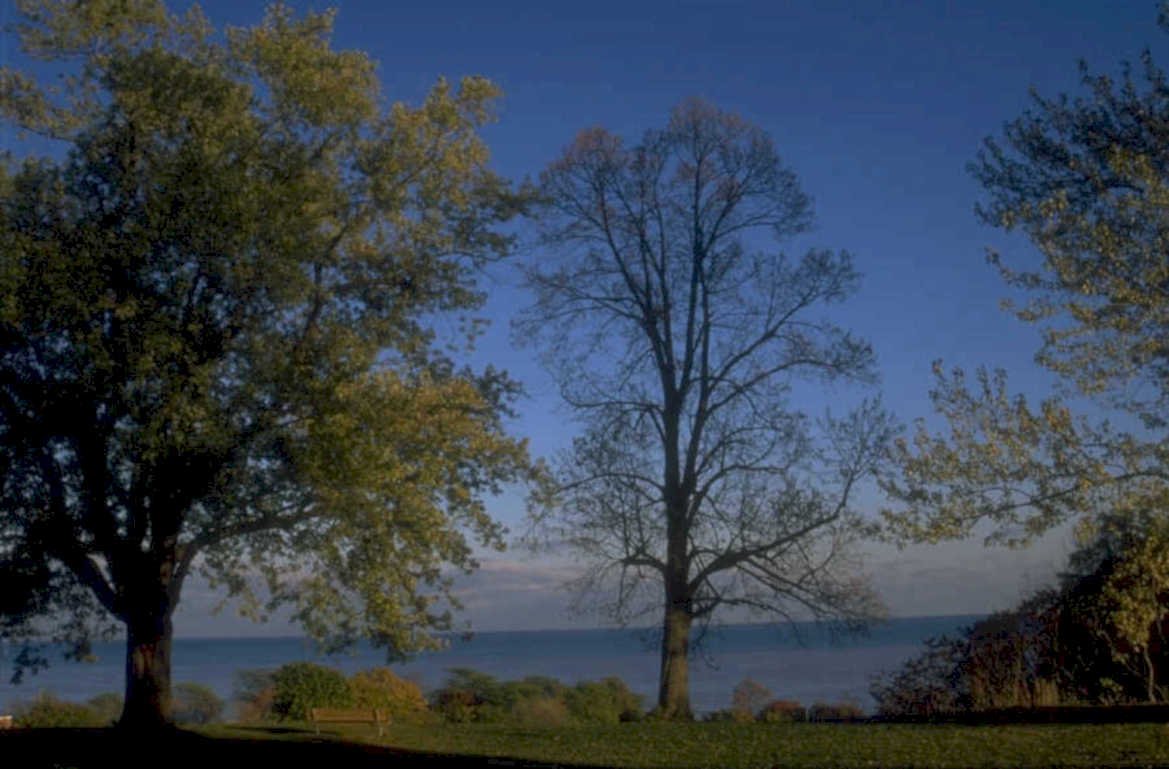 autumn trees lake 1980s 1990s A4 Photo Print
