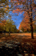 autumn trees leaves 1980s 1990s A4 Photo Print