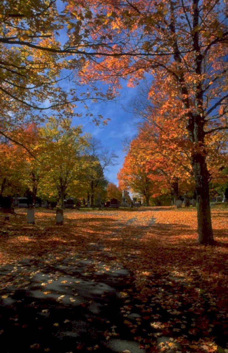 autumn trees leaves 1980s 1990s A4 Photo Print