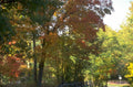 autumn trees maple 1980s 1990s A4 Photo Print