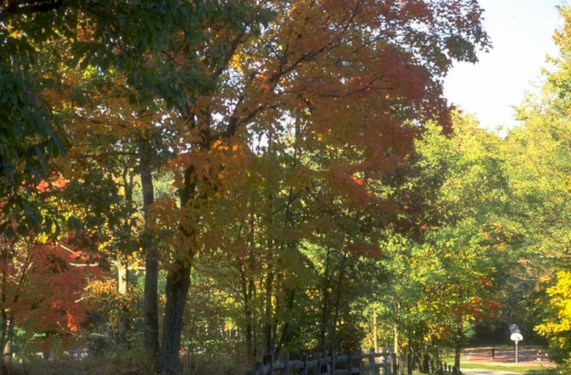 autumn trees maple 1980s 1990s A4 Photo Print