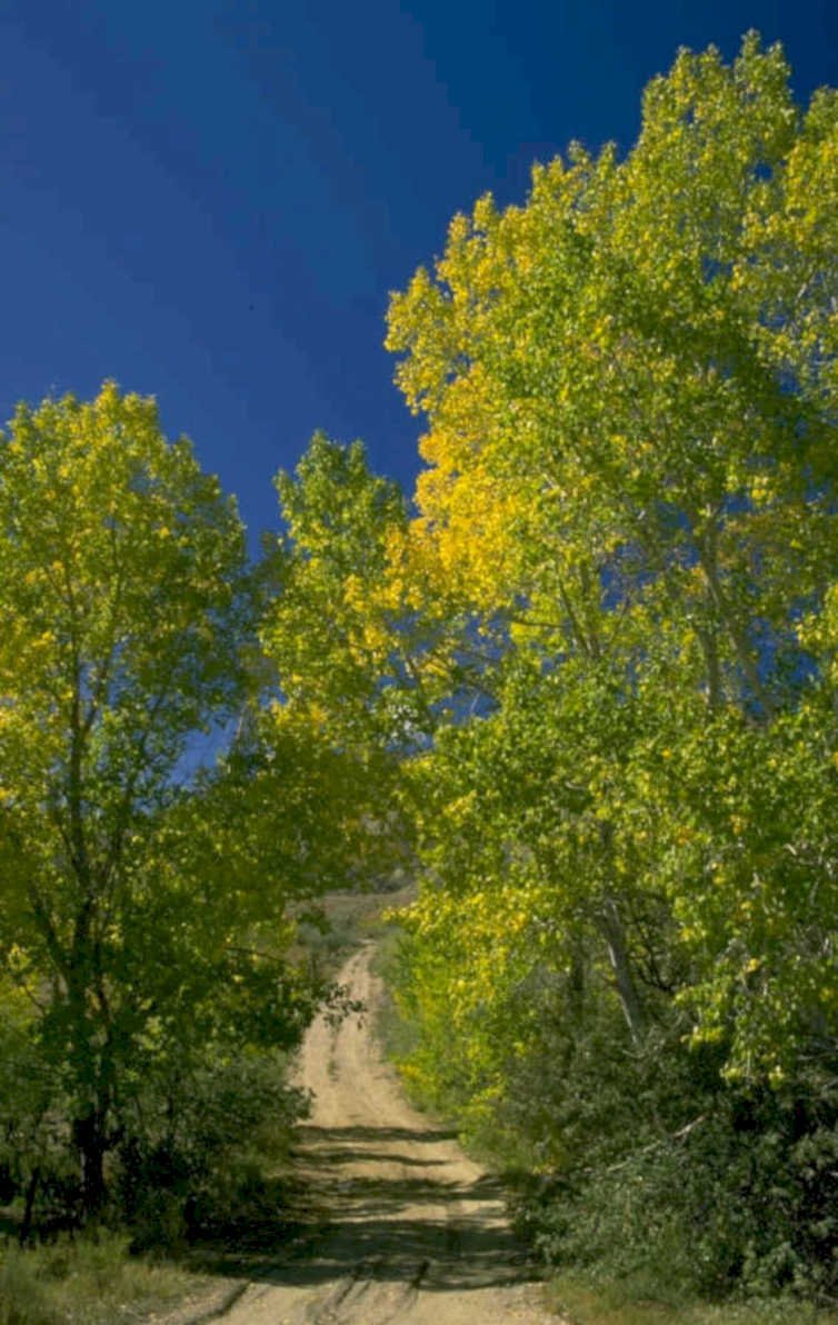 autumn trees road 1980s 1990s A4 Photo Print
