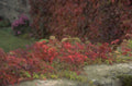 autumn vine detail 1980s 1990s A4 Photo Print