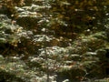 autumn white pine1980s 1990s A4 Photo Print