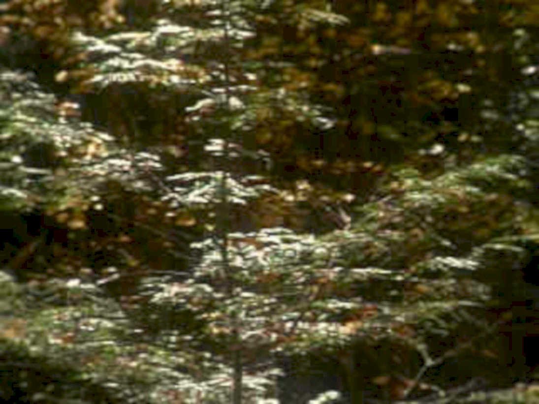 autumn white pine1980s 1990s A4 Photo Print