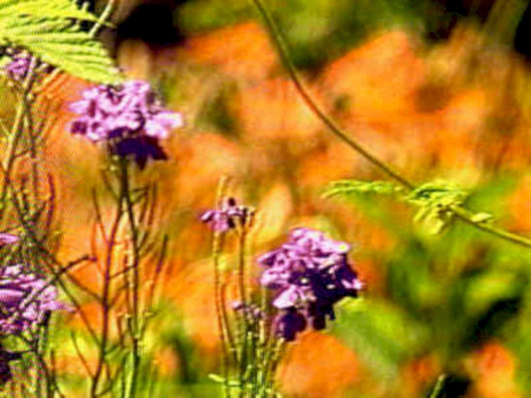 autumn wildflowers fall1980s 1990s A4 Photo Print