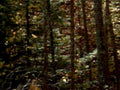 autumn woods motion1980s 1990s A4 Photo Print