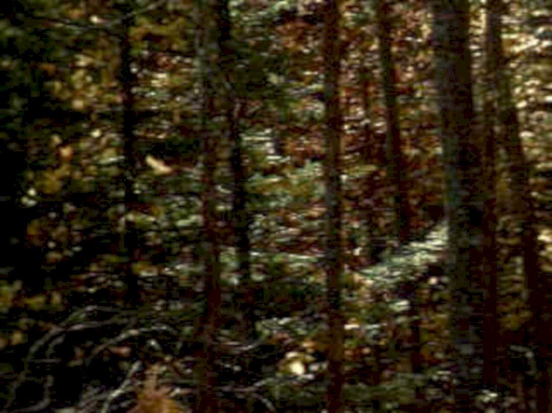 autumn woods motion1980s 1990s A4 Photo Print