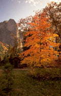 autumn yosemite cabin 1980s 1990s A4 Photo Print