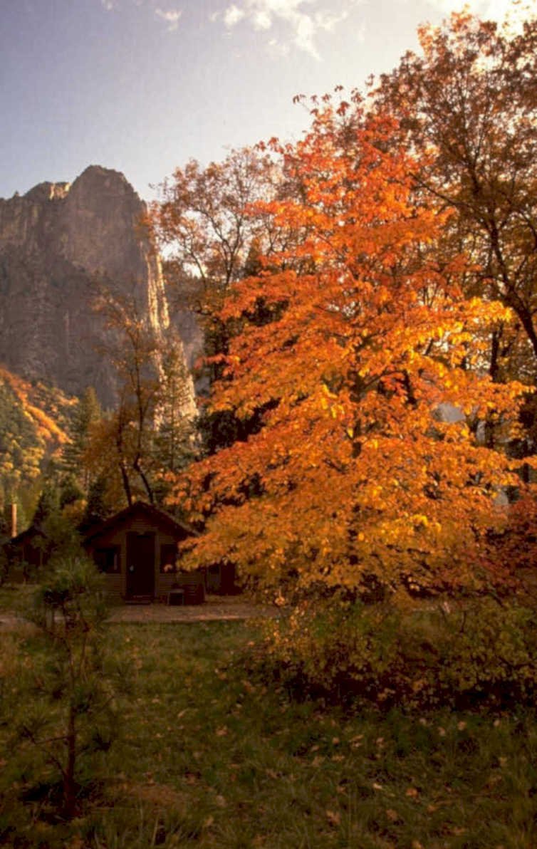 autumn yosemite cabin 1980s 1990s A4 Photo Print