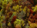 autumnforest appalachia night1980s 1990s A4 Photo Print