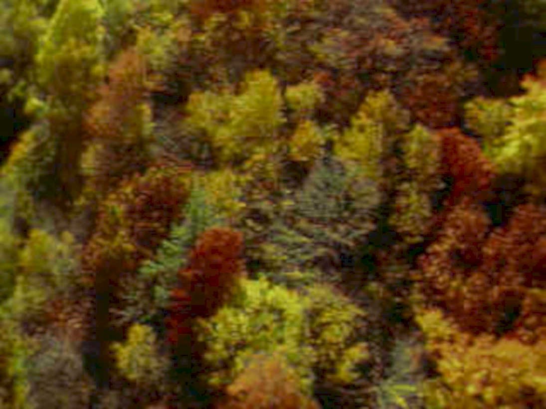 autumnforest appalachia night1980s 1990s A4 Photo Print