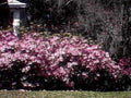 azalea pink spring1980s 1990s A4 Photo Print
