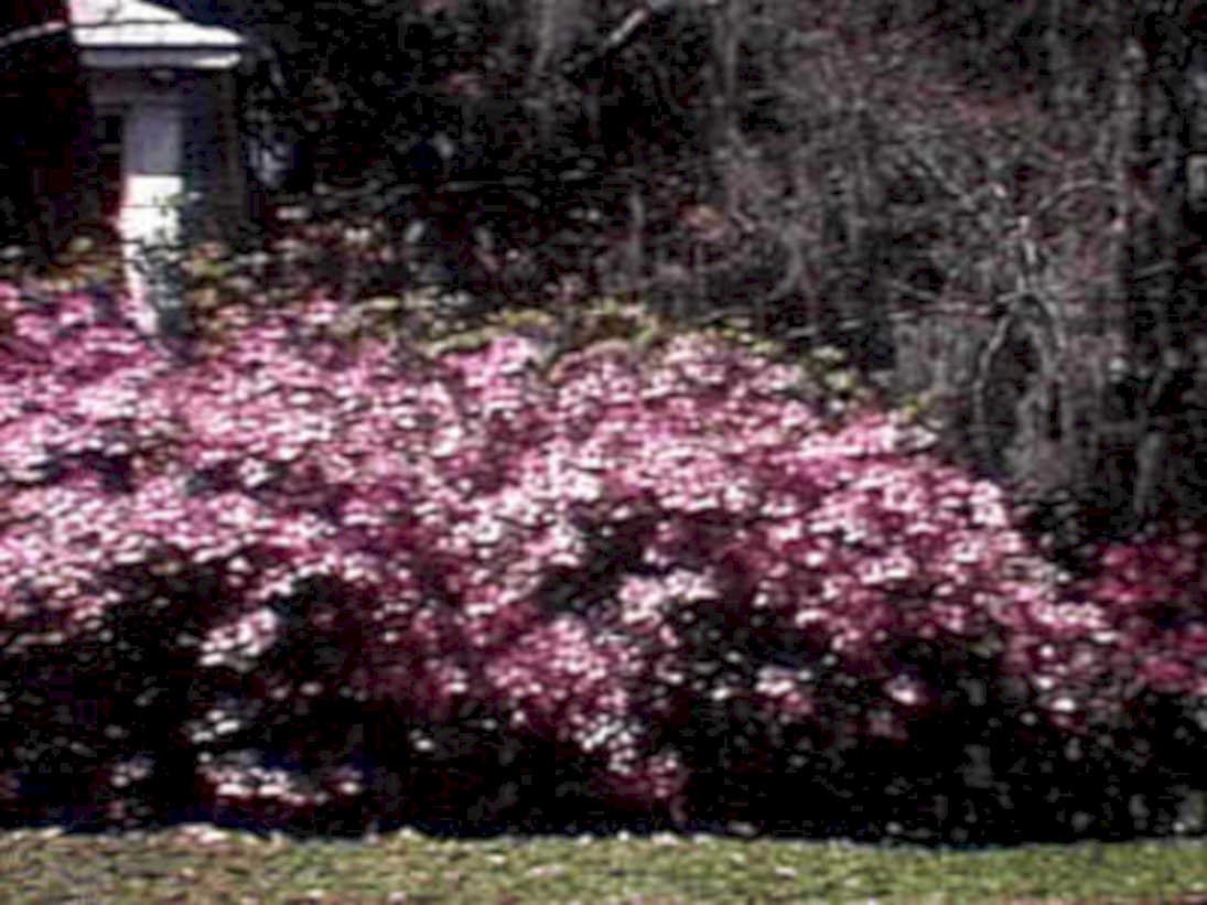 azalea pink spring1980s 1990s A4 Photo Print